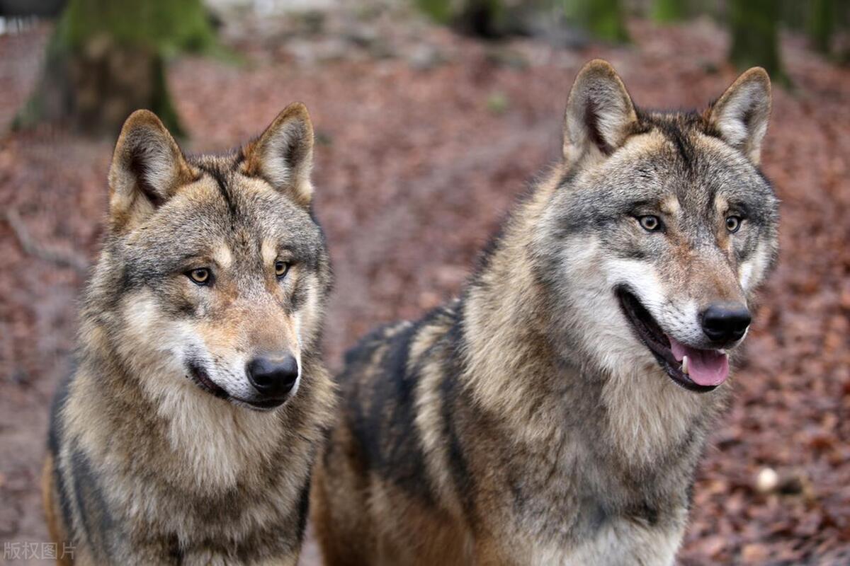 狼的智谋:狼群为避免饥饿,偷走89只羊,囚禁在百里之外
