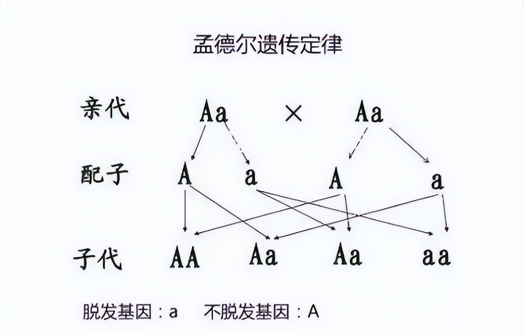 秃顶基因的遗传图解图片