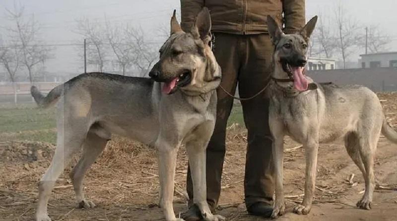 昆明犬草黄价格图片