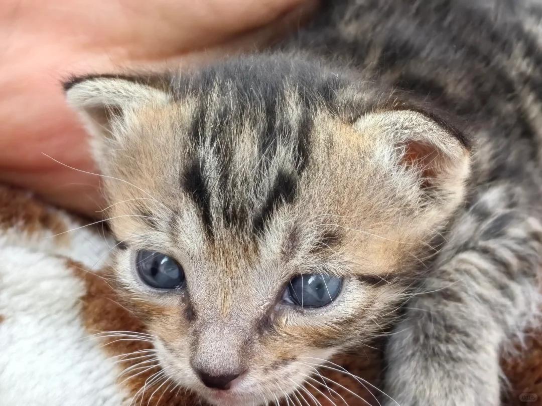 幼猫瞬膜外露是否正常?未来能否自行收回?