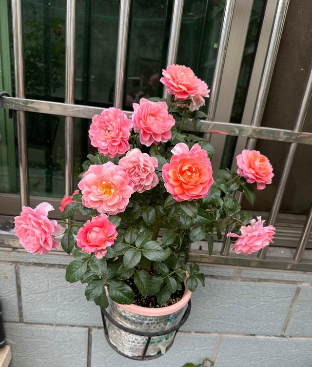 阳台月季界的"香味王",颜值高,花量大,有香味,不输果汁阳台