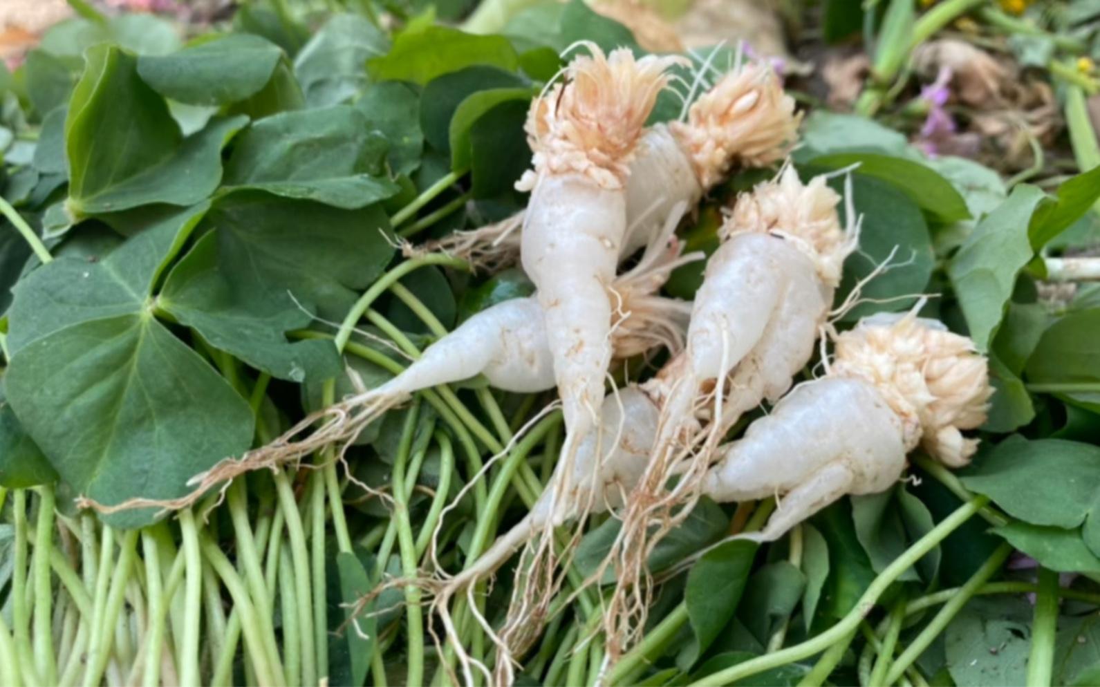 端午节,湖南农村有6种野果可以吃了,记得去采摘来吃,别错过