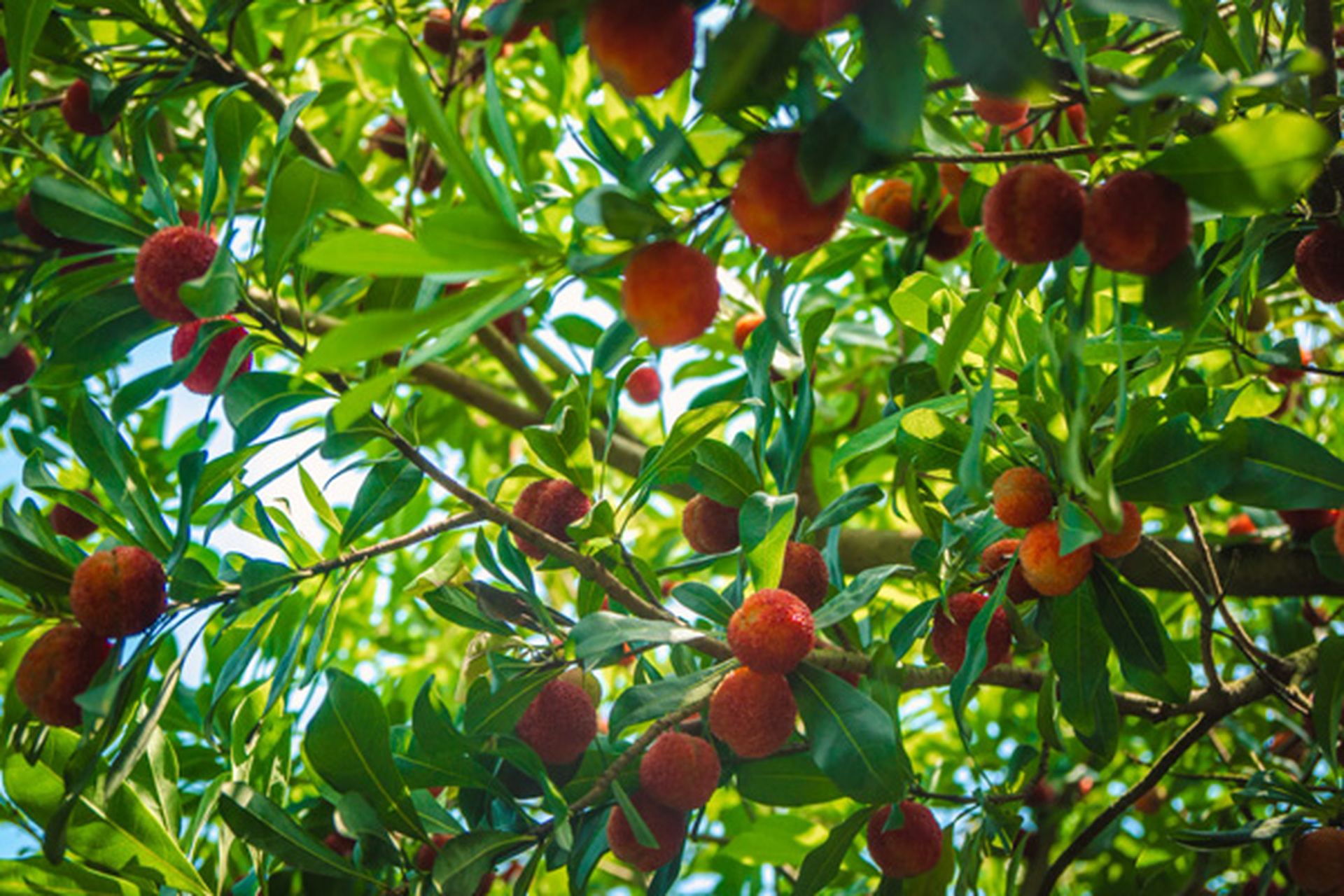 义乌哪里可以采摘杨梅 一,山盆杨梅  (一)义乌杨梅研究所  该基地位于