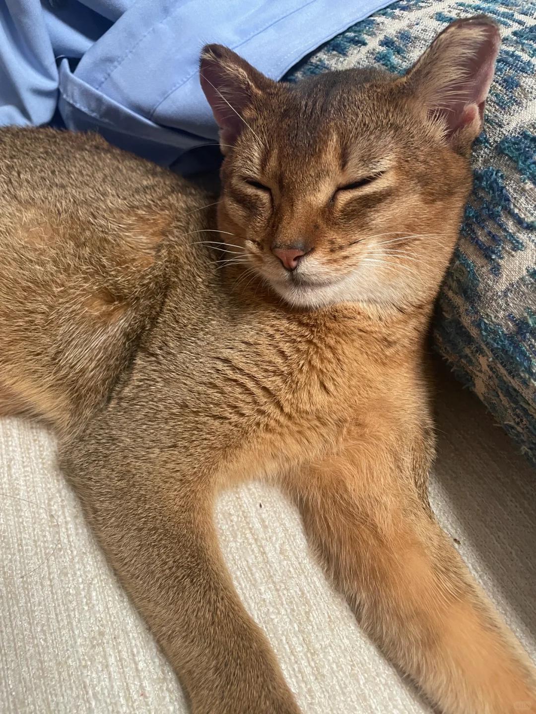 幼猫瞬膜外露是否正常?未来能否自行收回?