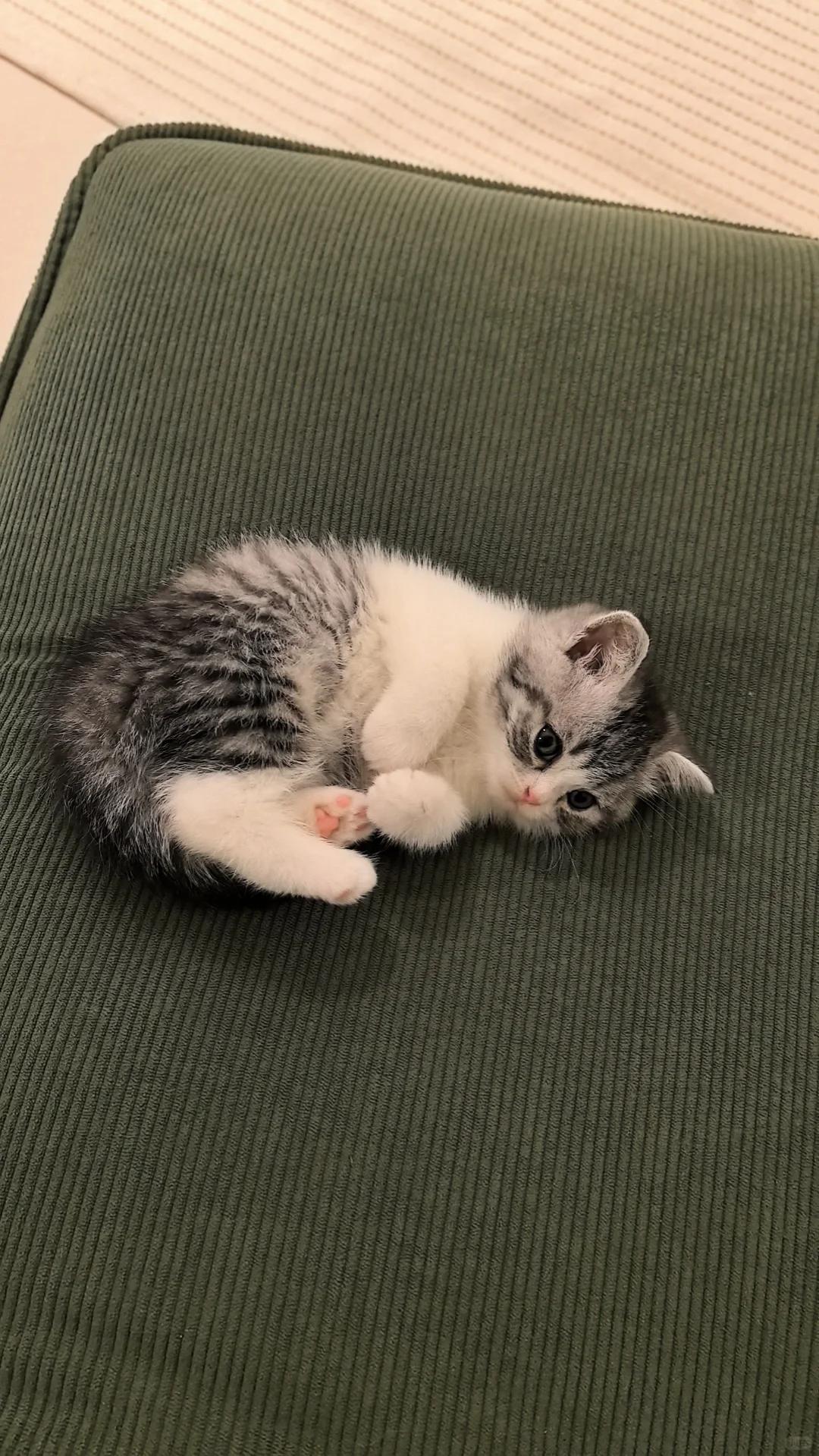 幼猫瞬膜外露是否正常?未来能否自行收回?