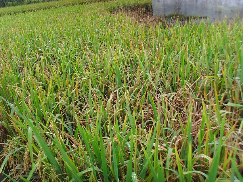 凤凰植保节:2024年全国早稻病虫害发生趋势预报