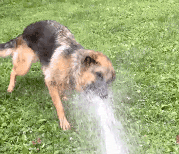 狗养久了将它送人,它会难过吗?真相来了