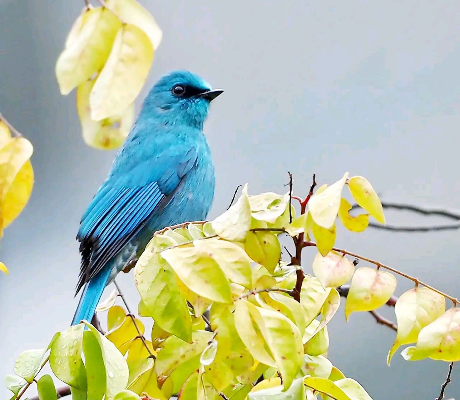 万物有灵 | 铜蓝鹟 铜蓝鹟(学名:eumyias thalassinus)小型鸟类,体长