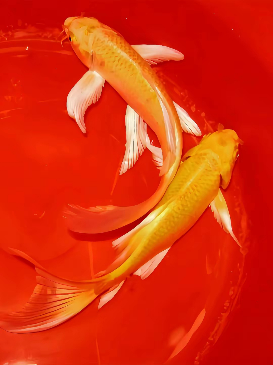 锦鲤呈祥,福气满满,好运连连,学业有成,吉祥如意!