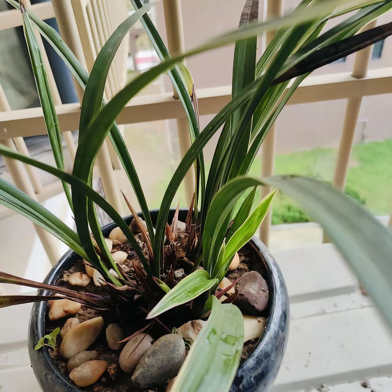 这盆兰花是在夜市摆摊的地方买的,买了快两年了一直没开过花,养兰花的