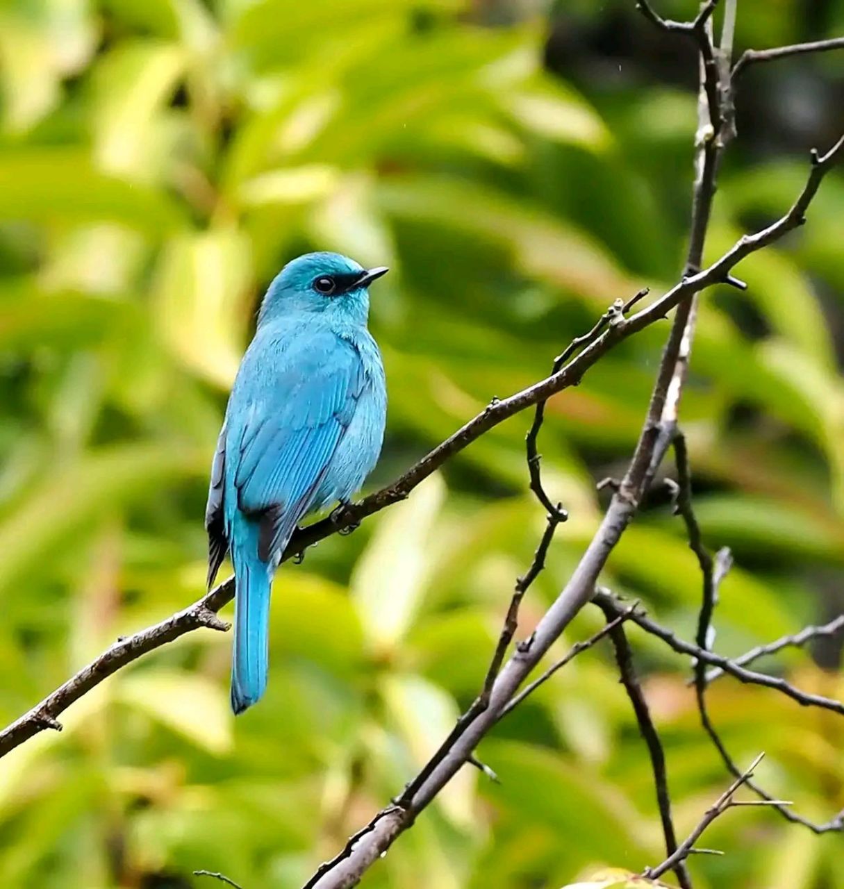 万物有灵 | 铜蓝鹟 铜蓝鹟(学名:eumyias thalassinus)小型鸟类,体长
