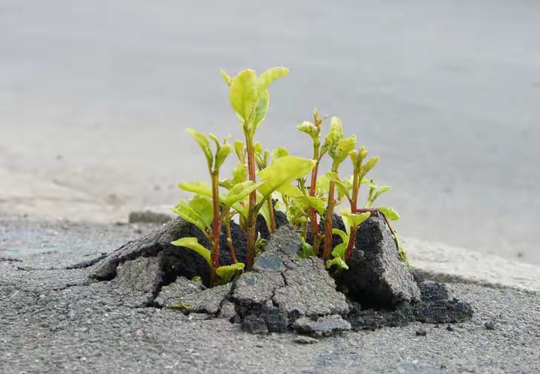 那些拥有顽强的生命力的植物,真是让人感悟到了什么是绝处逢生 长在