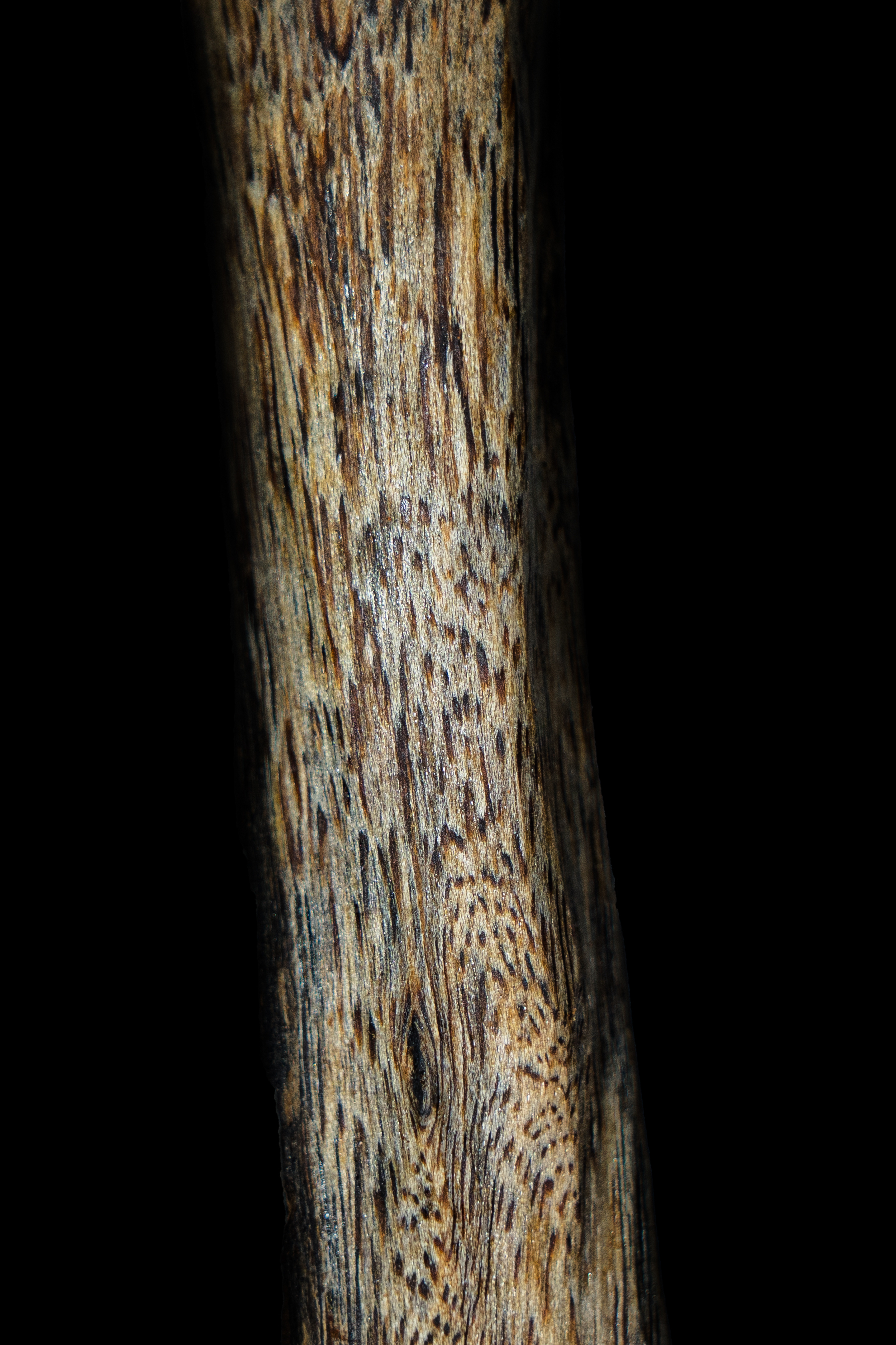 天然奇楠虫漏沉香