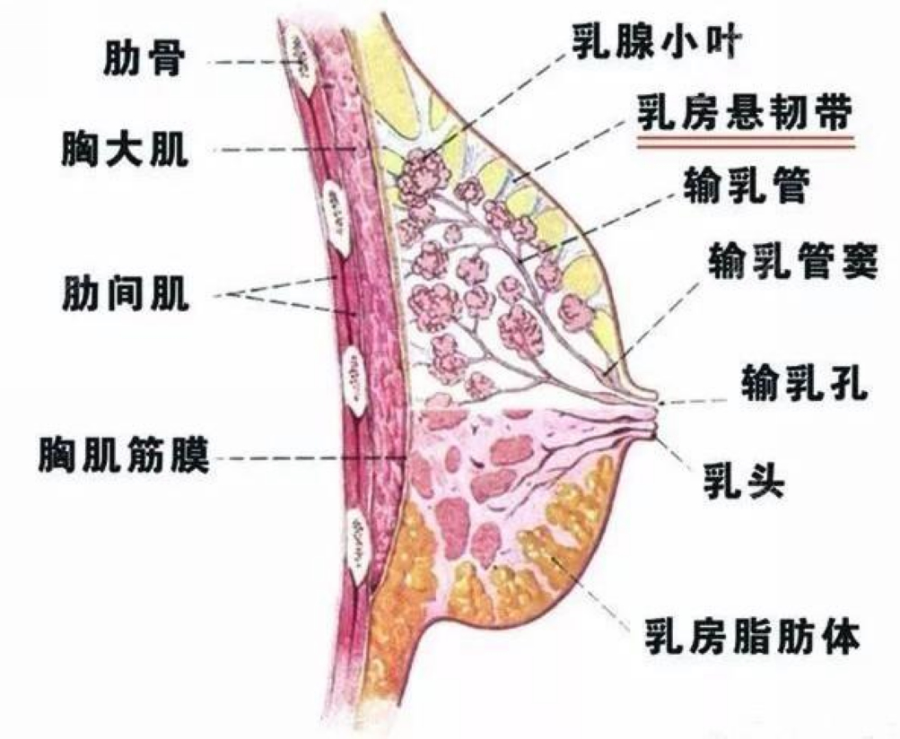 乳房结构 清晰图片