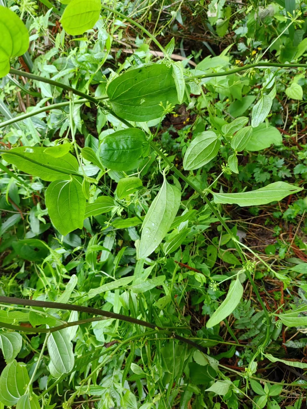 承德野菜尼龙尖图片