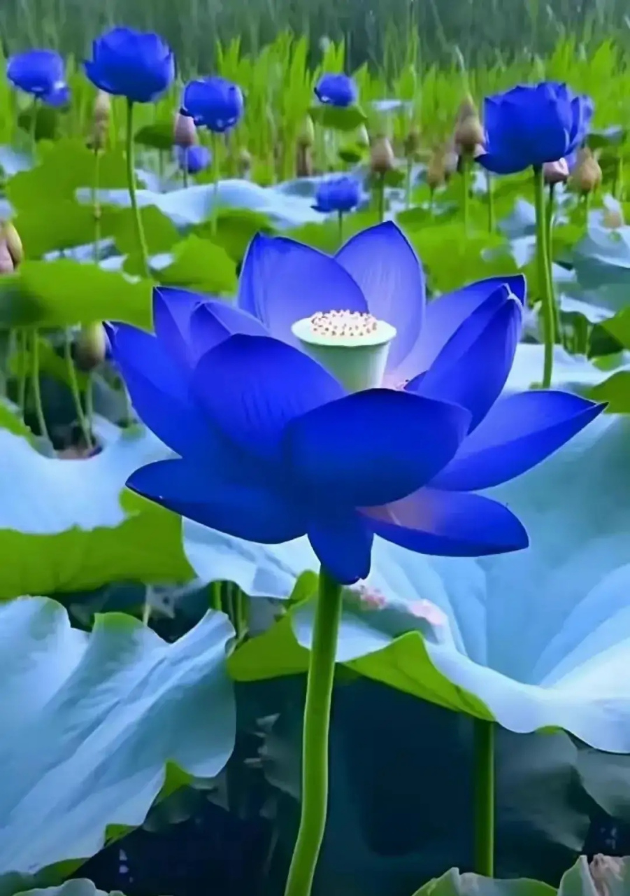 清风阵阵拂面来,映水蓝荷次第开.