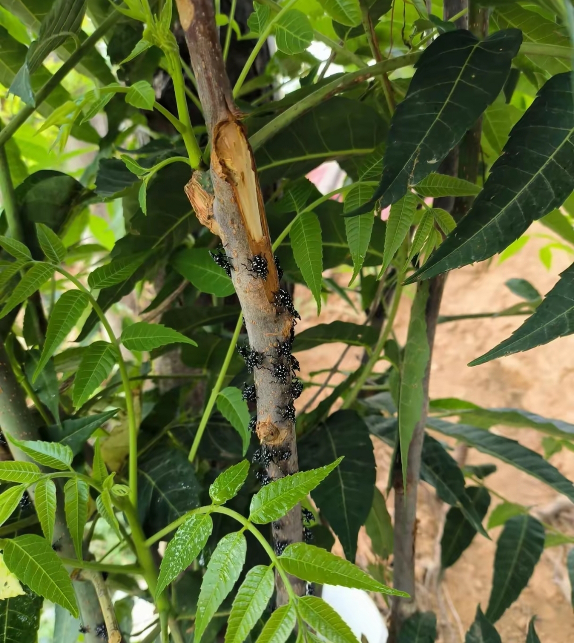 香椿树上长了很多这种虫子,还释放油光发亮的的液体,请教这是什么虫子