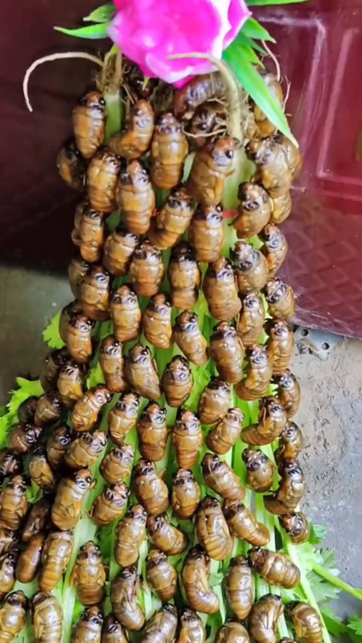 金蝉幼苗知了猴种子爬叉种卵活体蝉苗人工蝉蚁金蝉子金蝉幼虫幼苗