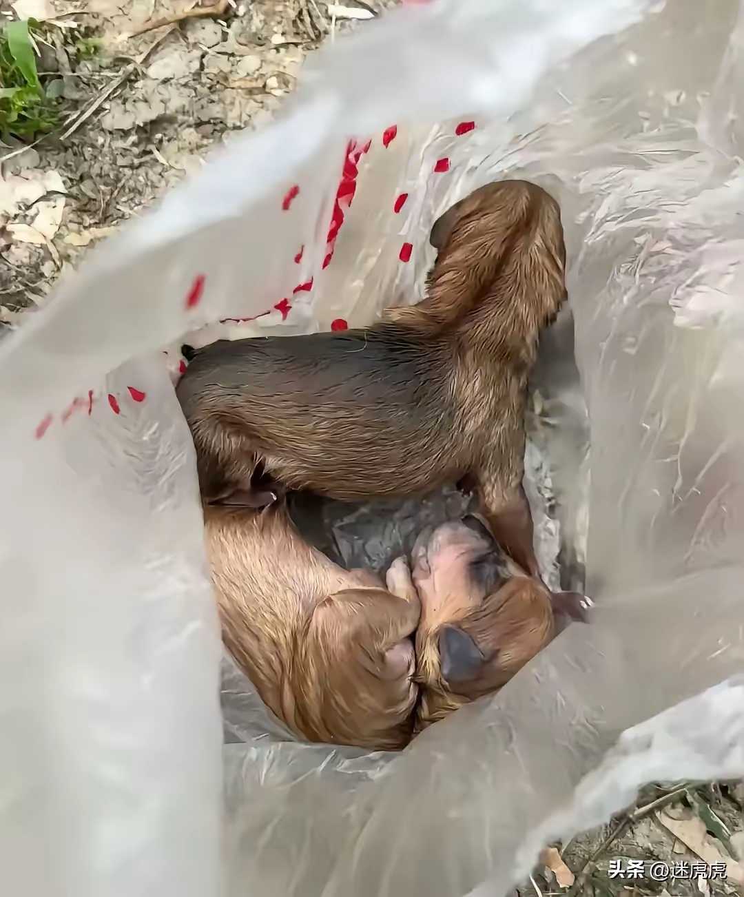 女子路过小区垃圾桶时,听到呜呜的声音,女子好奇地走