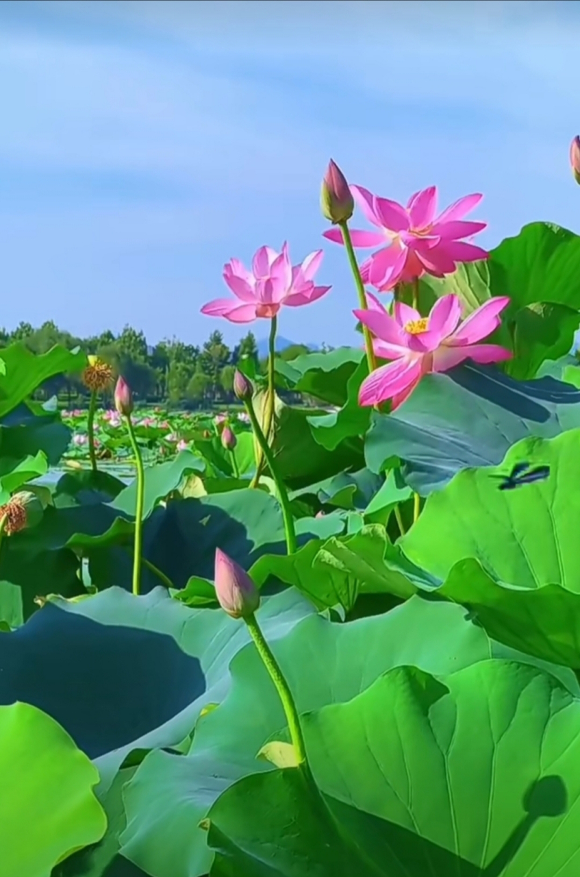 夏日荷塘. 说明:部分图片为ai绘画作品,请仔细甄别.