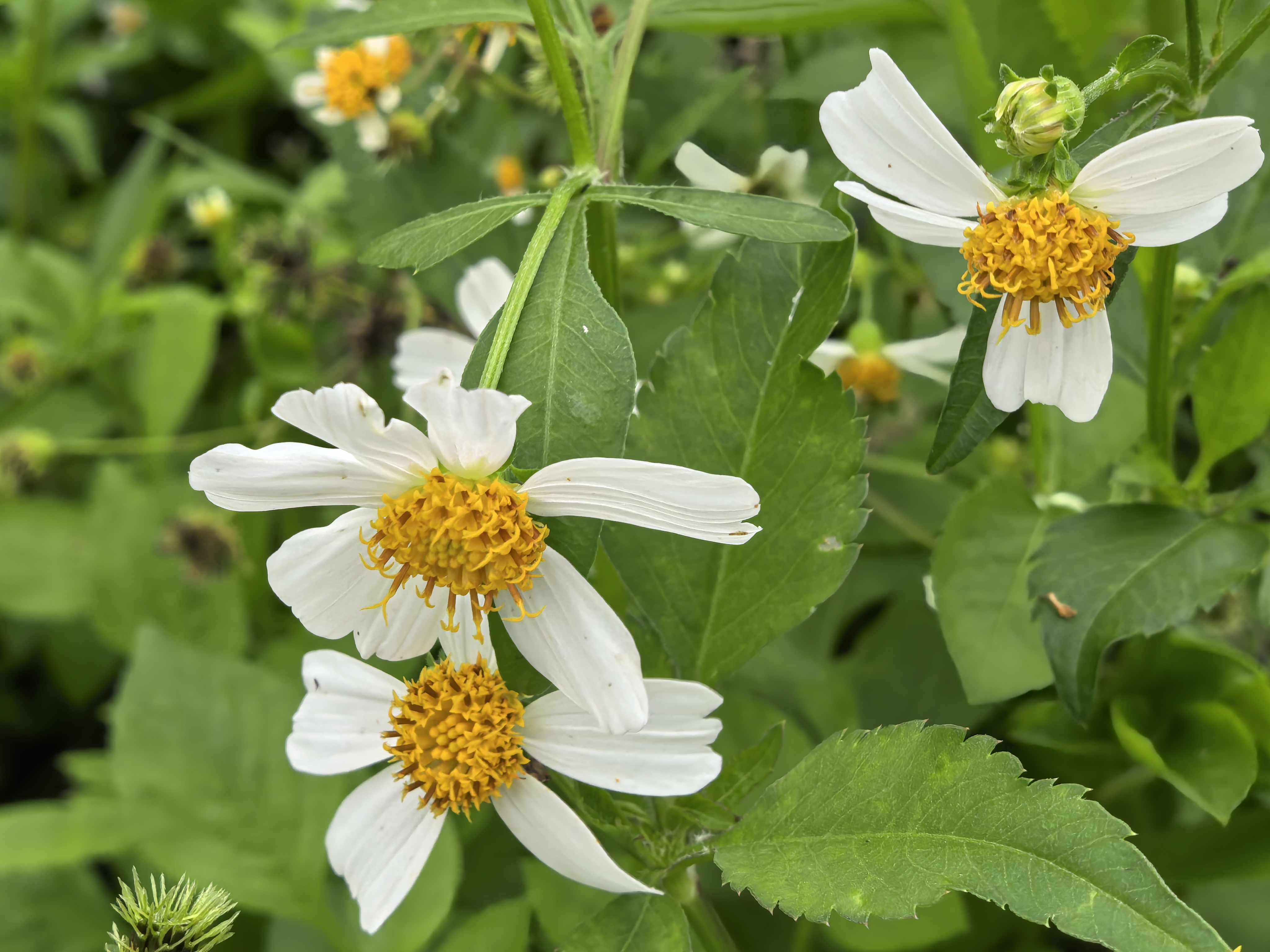 每日一花:金杯银盏,开满梧州西江边 金杯银盏,学名白花鬼针草,是菊目