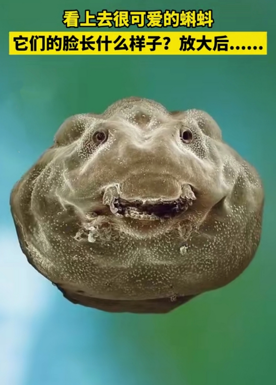 平时那么可爱的蝌蚪,正面居然是这个样子的[左捂脸][左捂脸][左捂脸]
