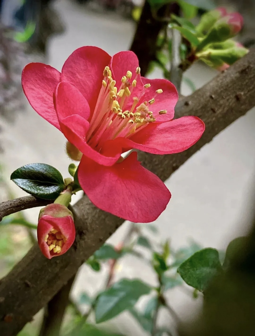 海棠花花瓣数量图片