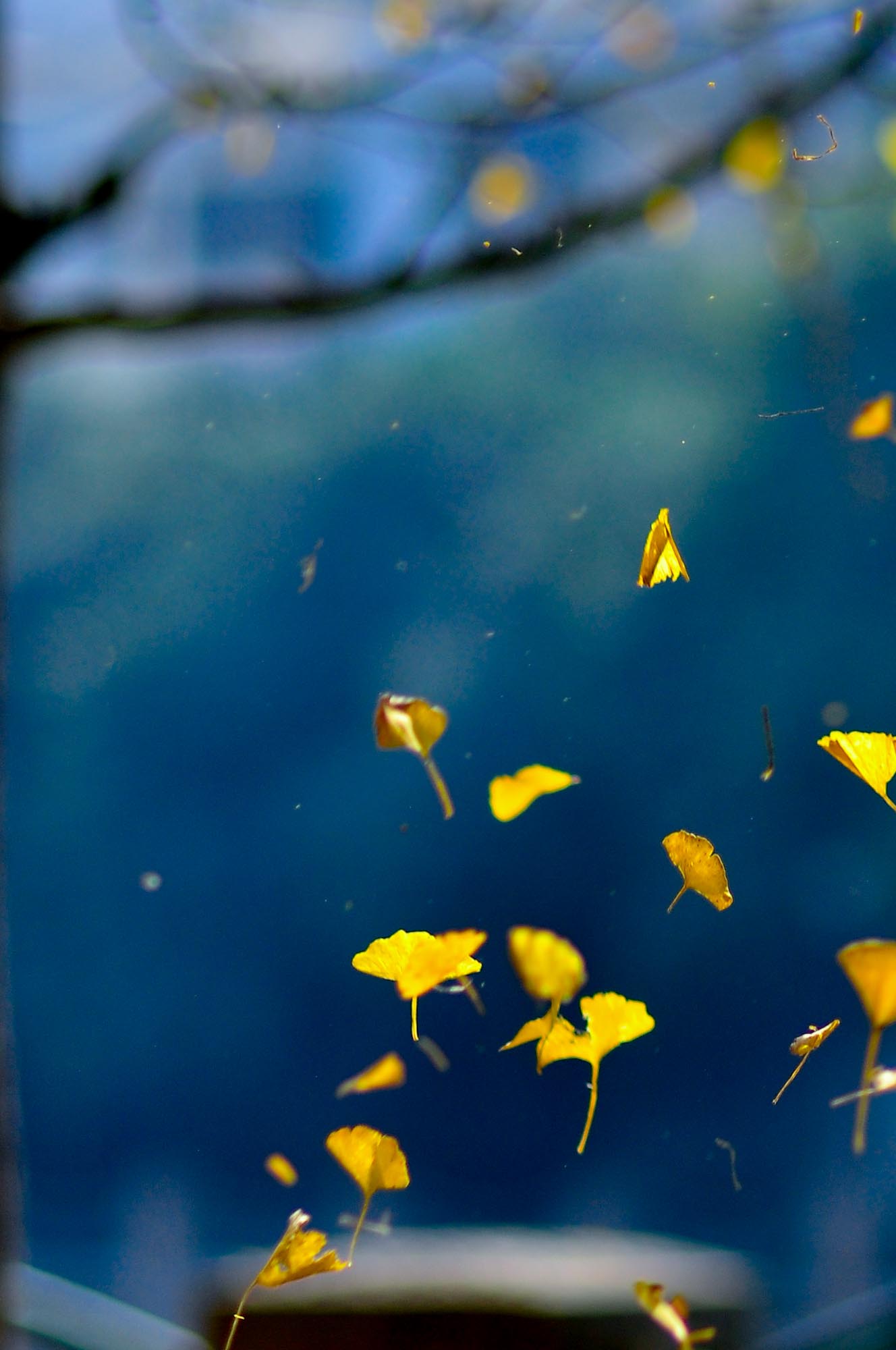 草木之心(原创)  红尘自古多悲情, 秋意凉薄冬日殇.