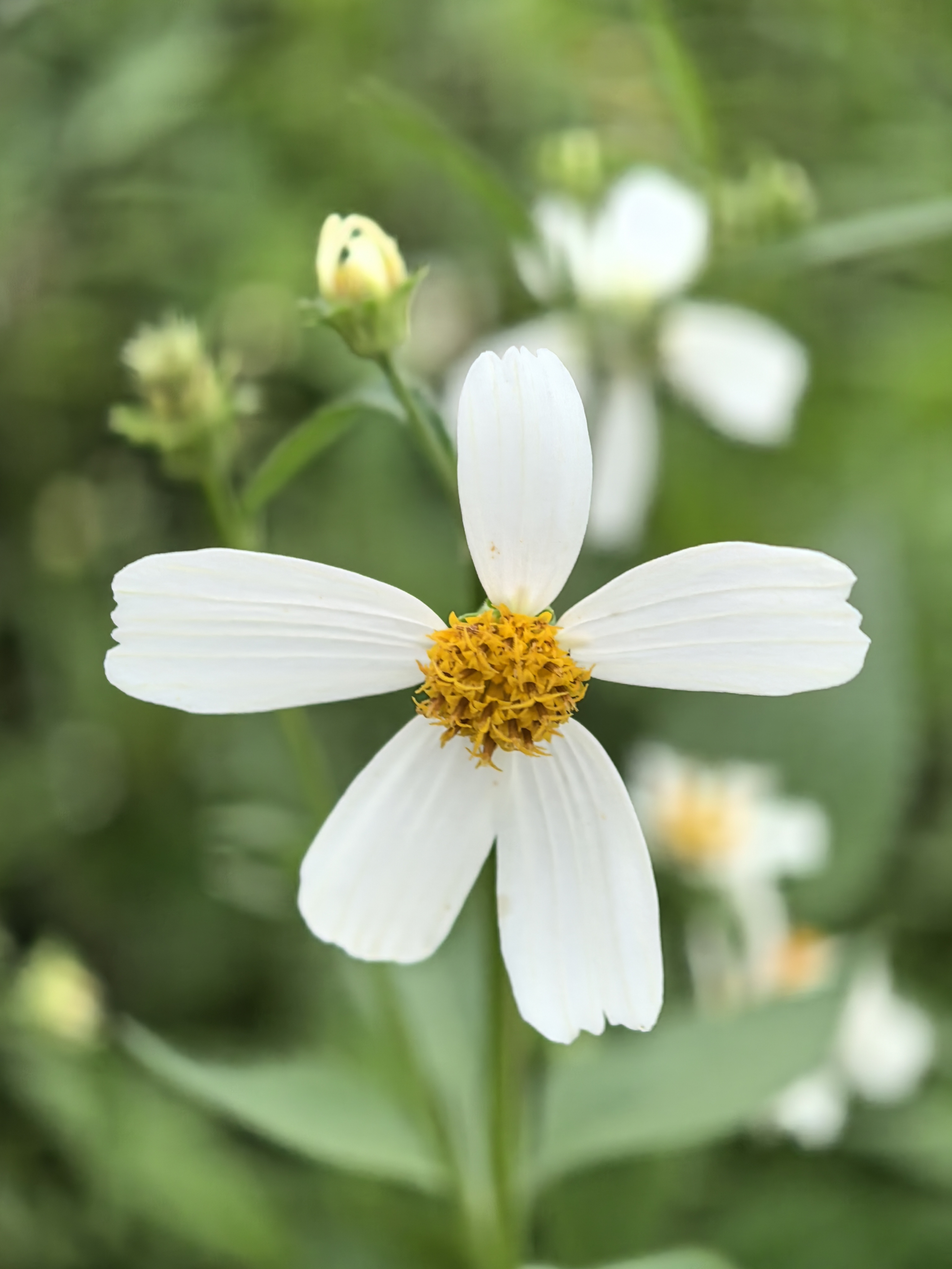 西江边 金杯银盏,学名白花鬼针草,是菊目菊科鬼针草属植物,又叫虾钳草