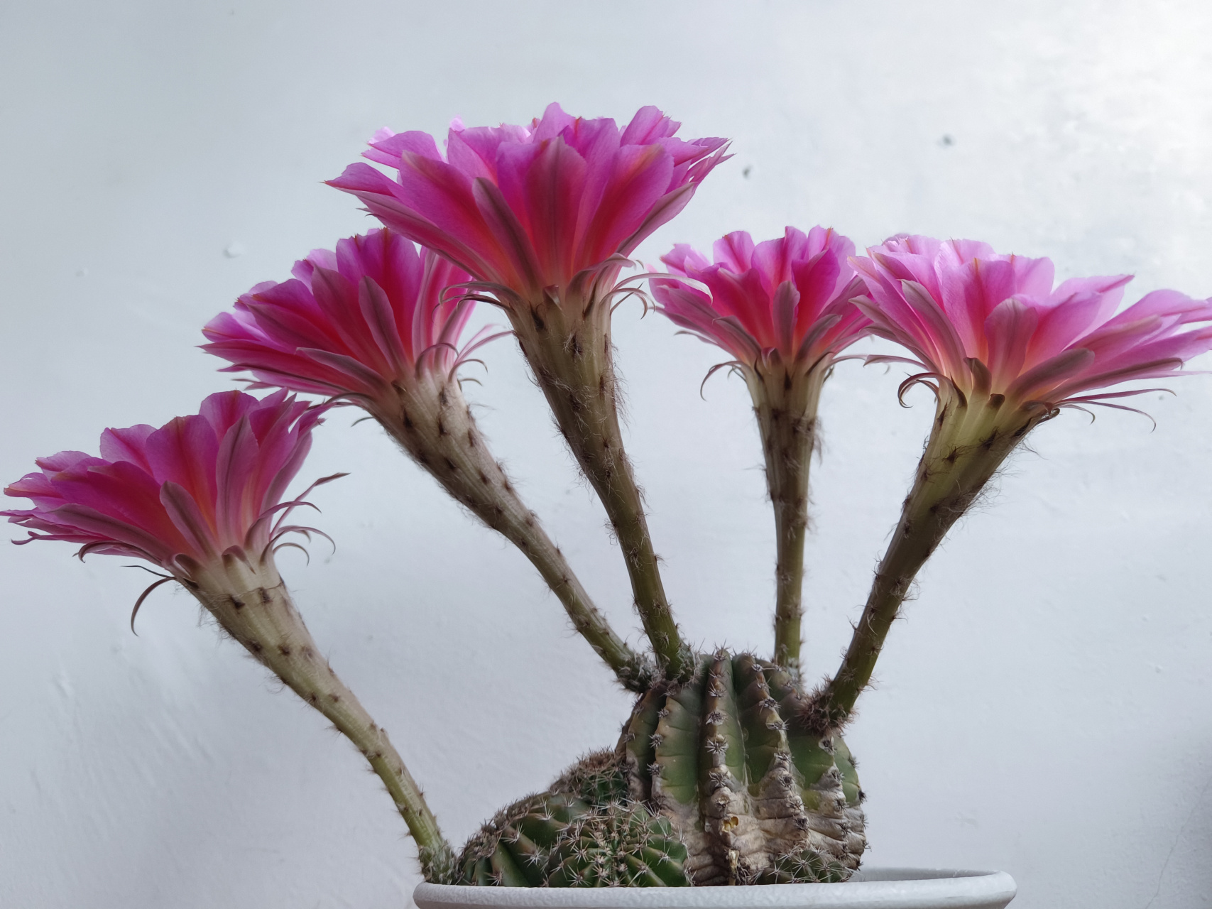 浓桃筋昨天半夜开花了,与它一起开花的还有短毛丸,今天傍晚,短毛丸