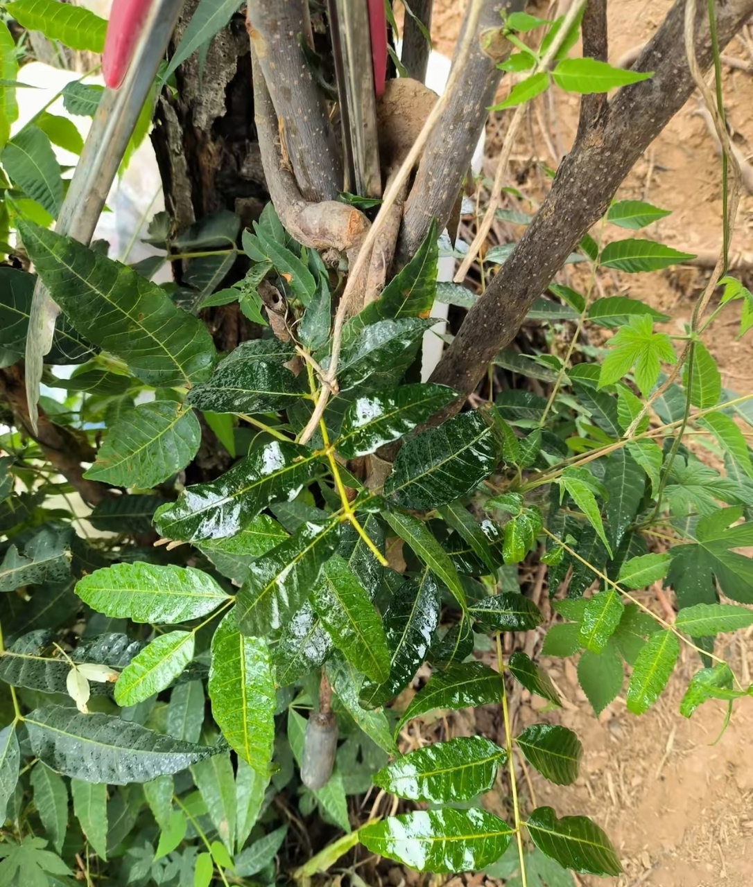 香椿树上长了很多这种虫子,还释放油光发亮的的液体,请教这是什么虫子