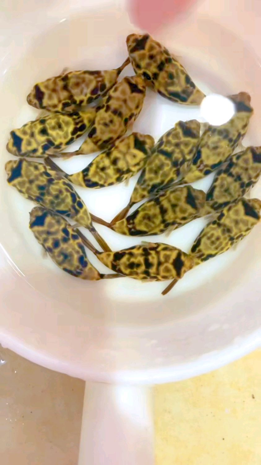 皇冠狗头河豚,8分左右,精品小苗,非常好玩,身体收放自如