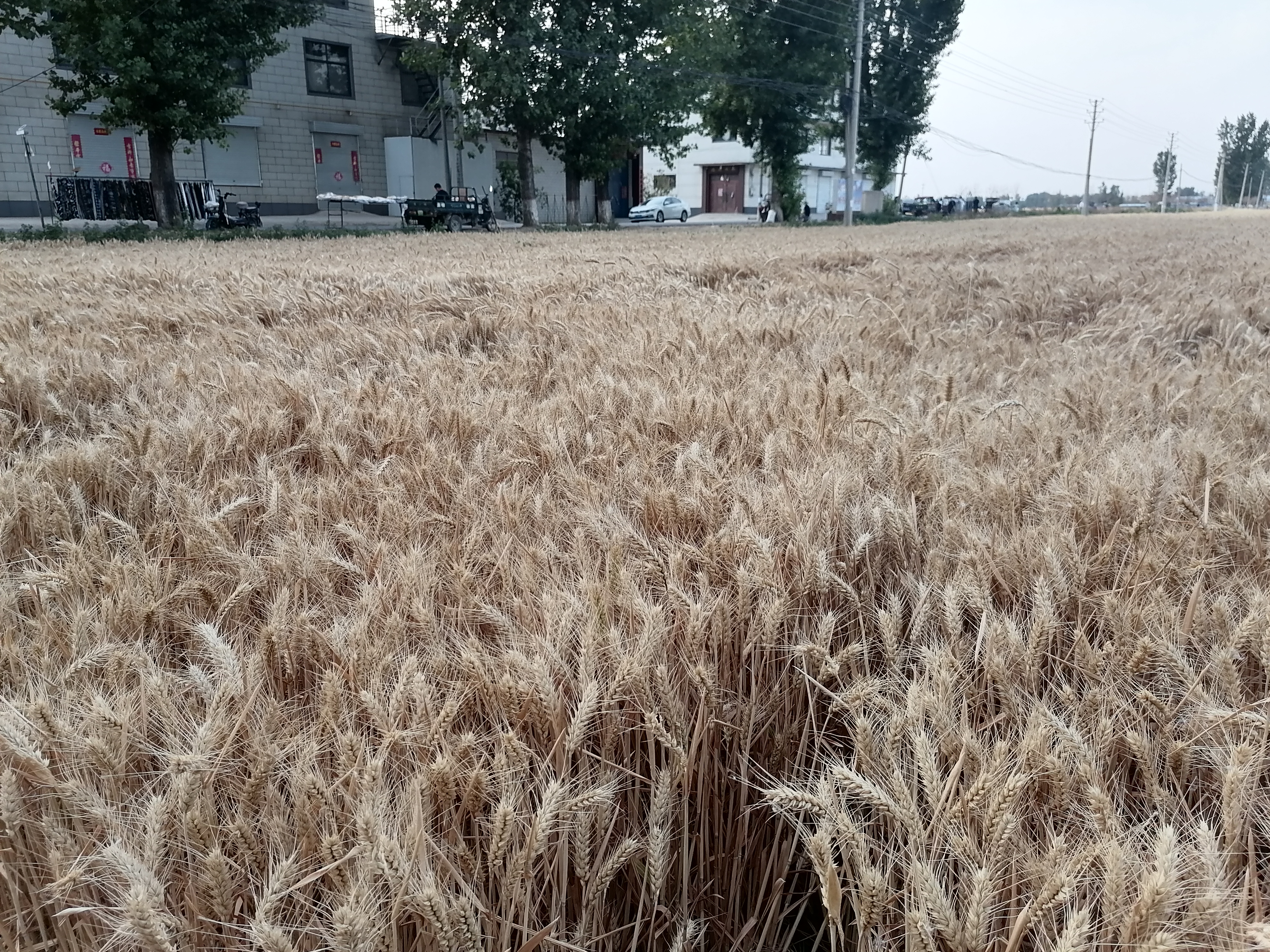 麦田防火顺口溜  最美人间六月天,麦田防火记心间,马上新粮到嘴边,下
