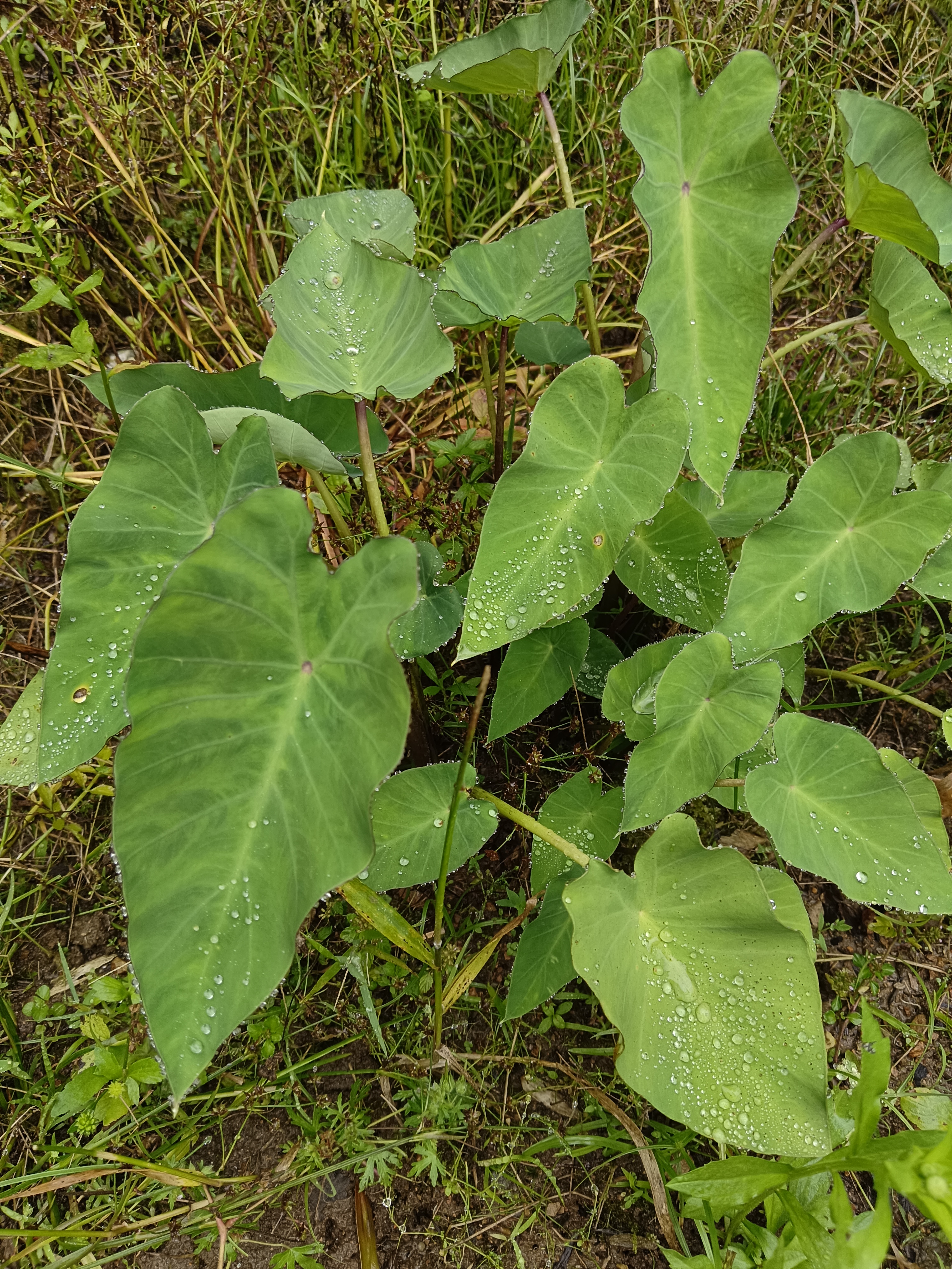 奶奶菜地里种的,这是什么菜?