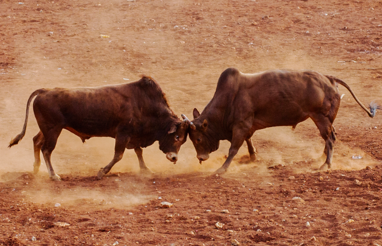曹丕见两头牛打架,让曹植作诗,不能出现"牛"字,结果流传千古