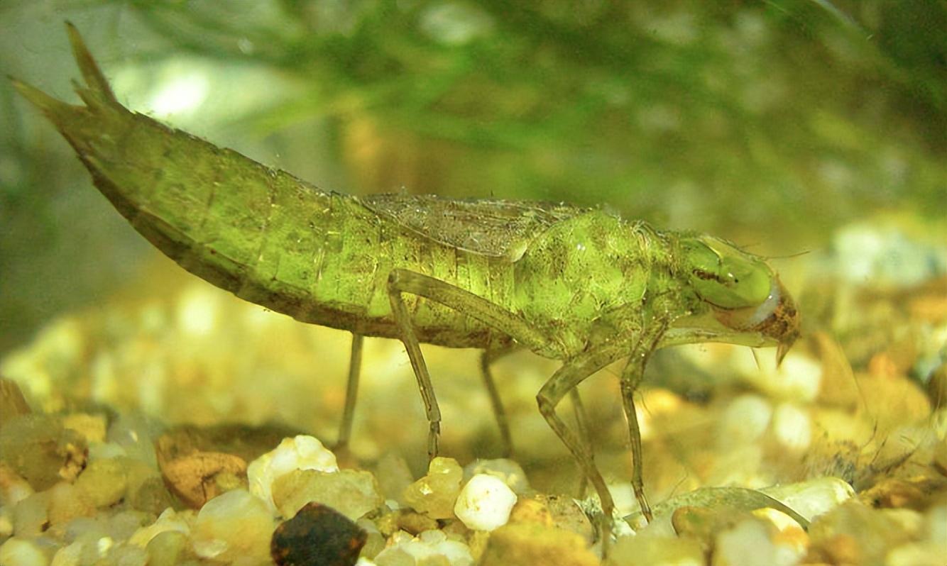 揭开水虿的神秘面纱