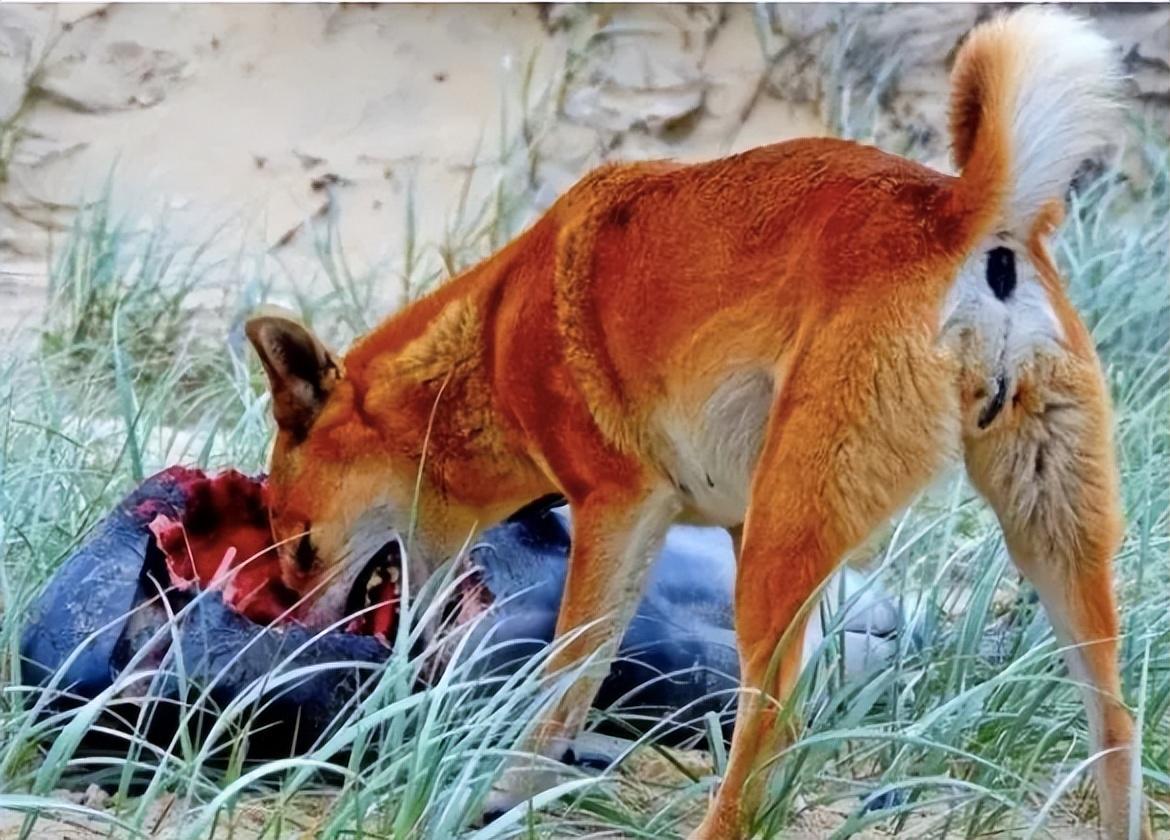 澳大利亚野狗:以狗之名,贯狼之魂