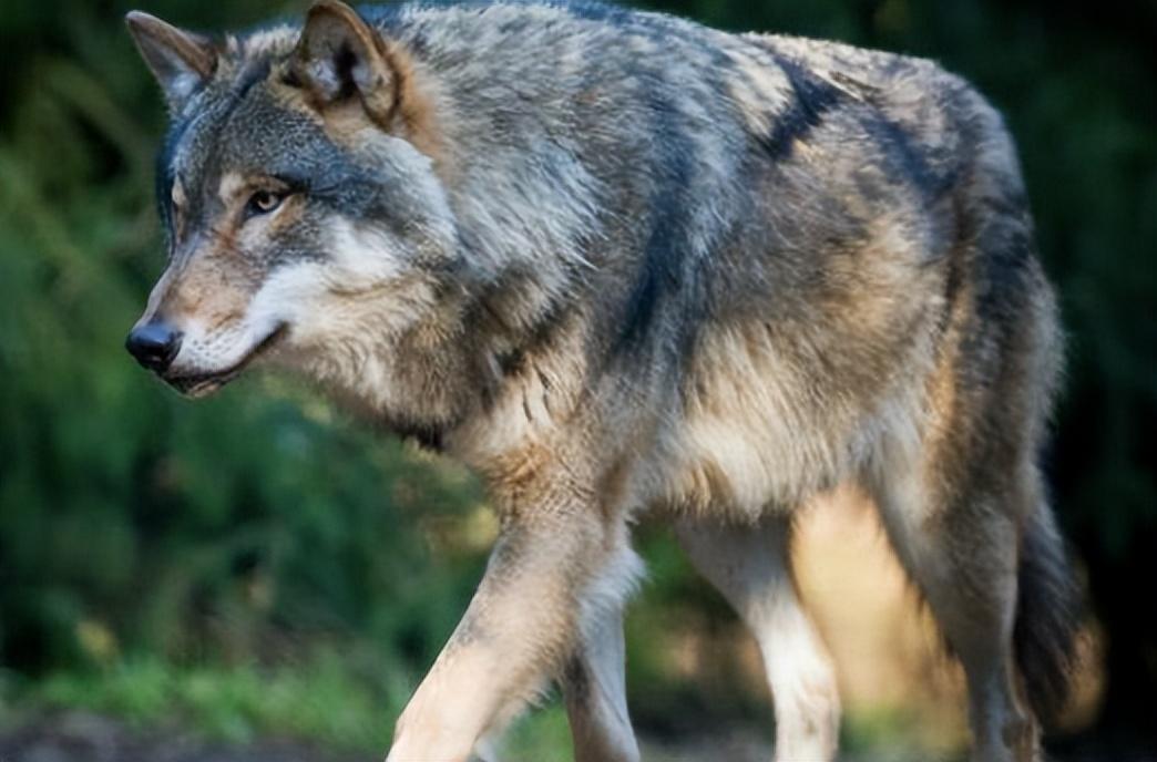 回顾"杀狼机器"猞猁,战斗力有多强?为何它会对狼族大开杀戒?