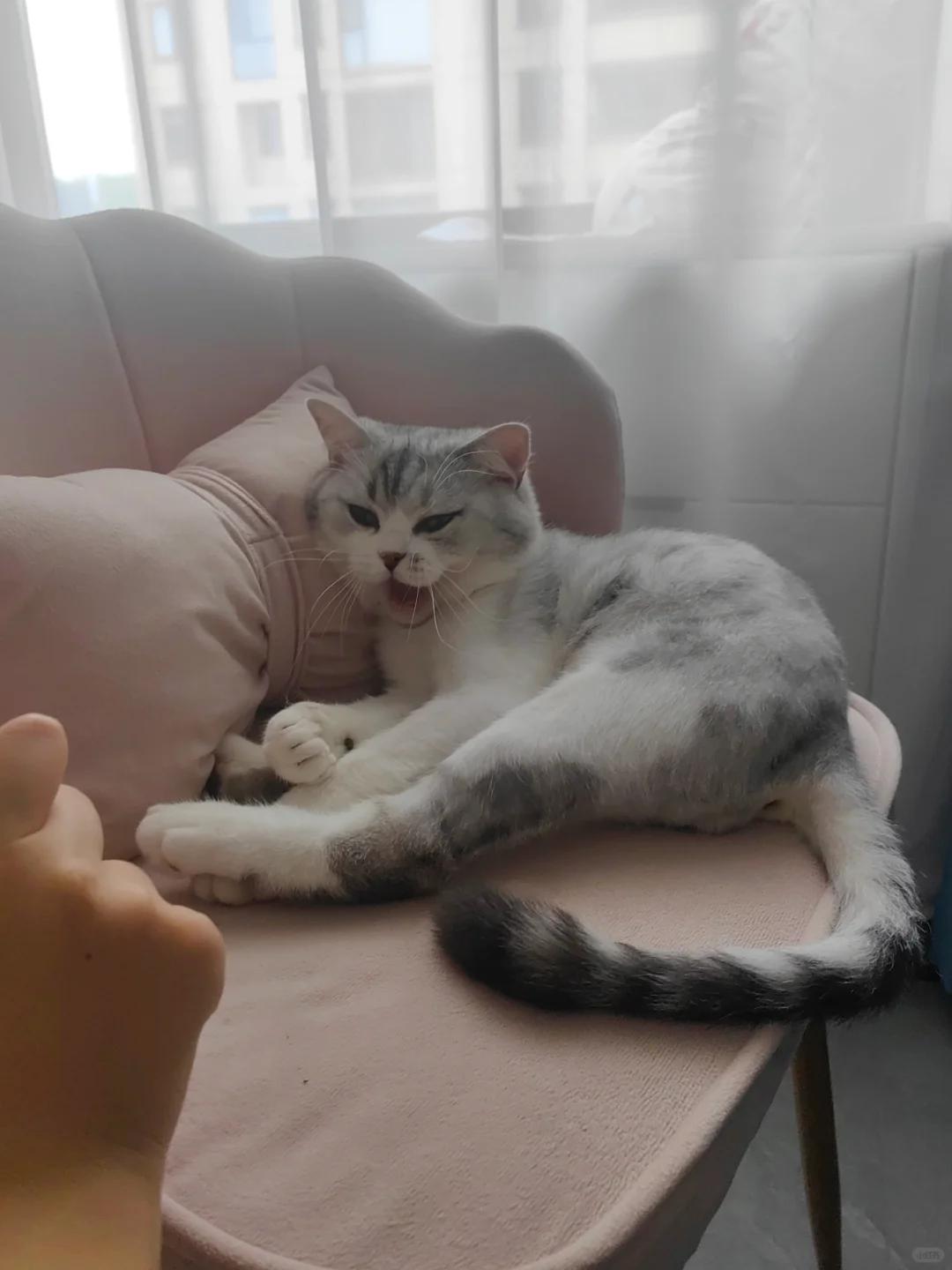 猫咪误食木糖醇会有何影响?