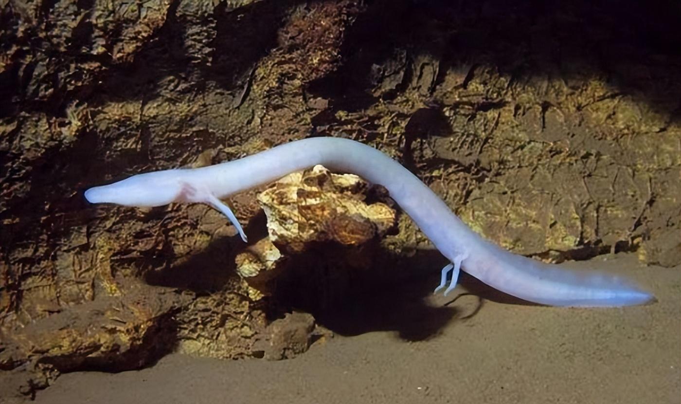 7年交配一次,10年不吃不喝,洞螈这么懒为何还没灭绝?