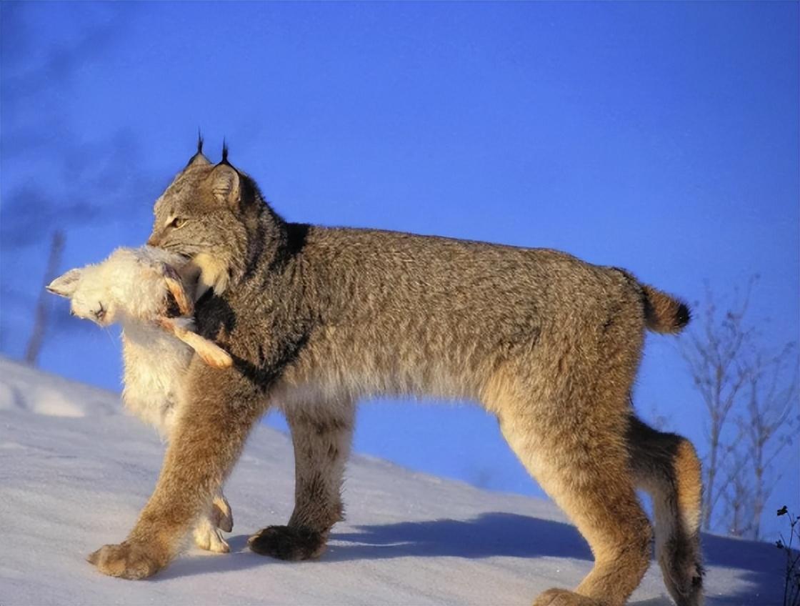 回顾"杀狼机器"猞猁,战斗力有多强?为何它会对狼族大开杀戒?