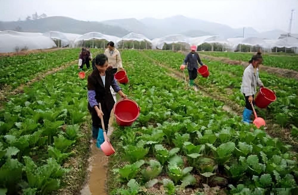 回顾:"粪水浇菜"已有千年!专家却说粪水浇的菜不能吃,这是真的吗?