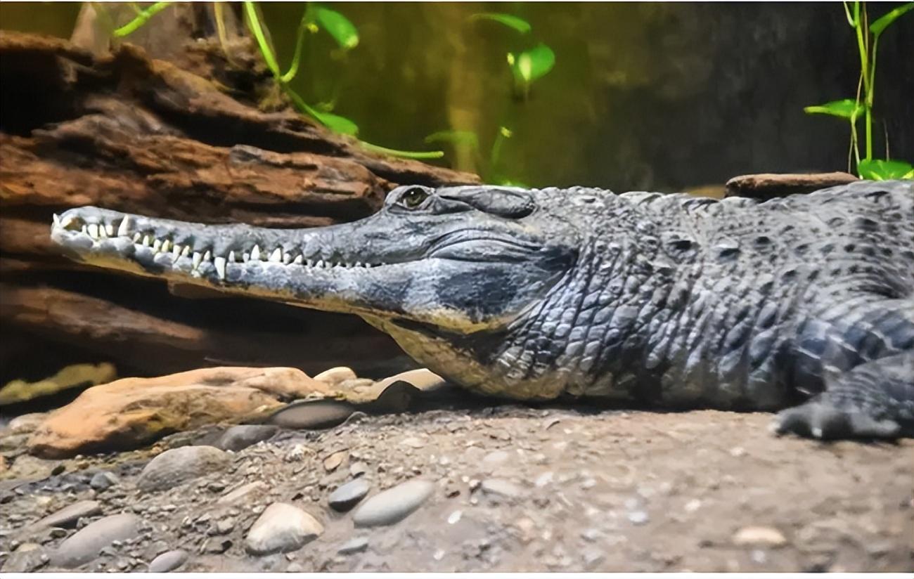 回顾鳄鱼一口咬中电鳗,电到全身抽搐,两者谁才是亚马逊终极杀手?