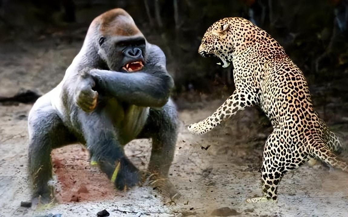 狮子是大自然中的大型猛兽,也是猫科动物中顶尖的猎食者.