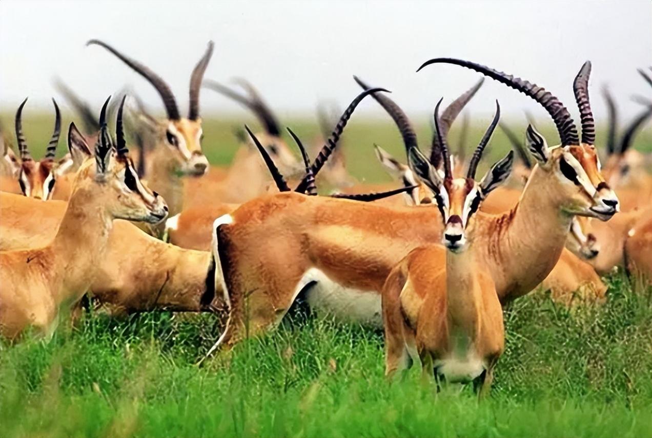 回顾"千万不能碰"的8种"一级保护动物",误伤一只,"牢底坐穿"