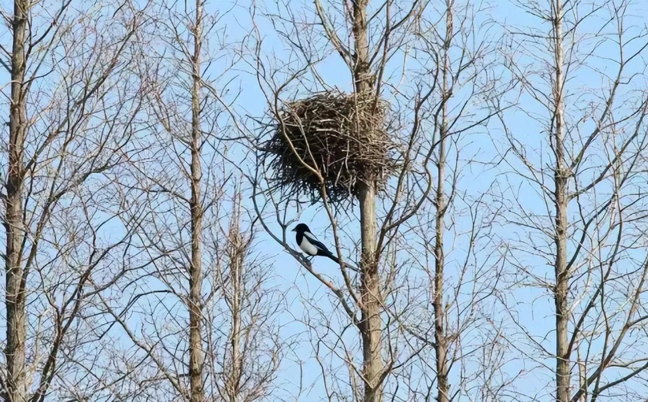 为什么喜鹊窝不怕雨雪?外部粗糙简陋,内部却暗含"高科技"!