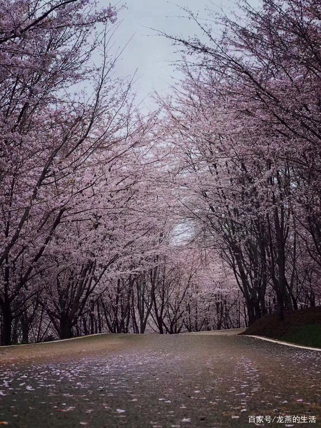 贵阳樱花公园图片