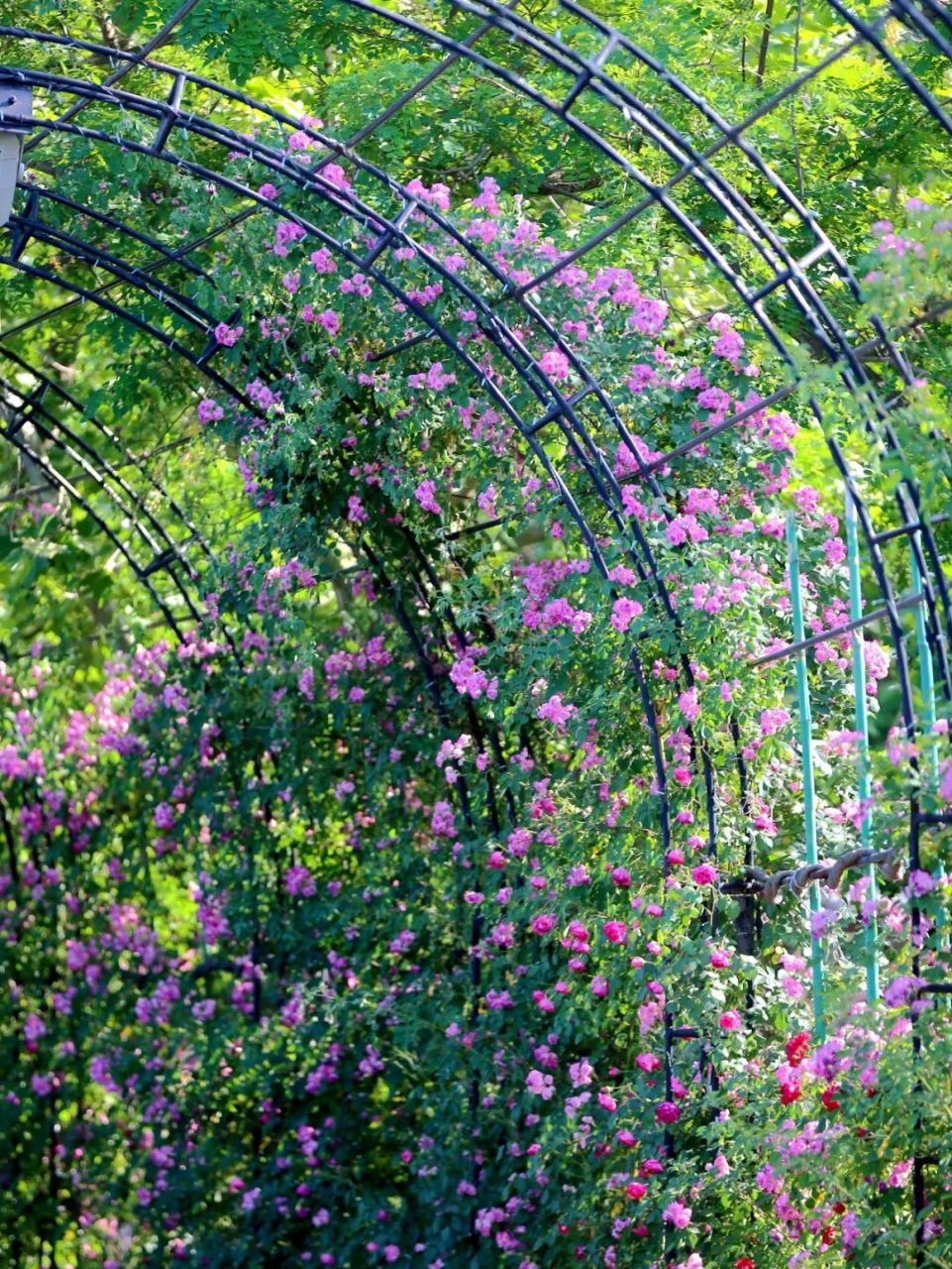 ✅海岸街 一大片蔷薇花墙绝对是初夏不可错过