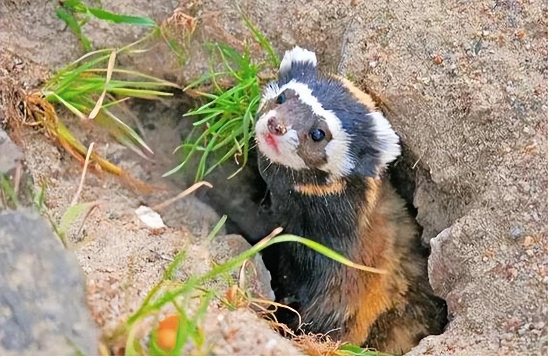 新疆发现平头哥"小弟",身穿"虎皮裙",一晚干掉十几窝老鼠!