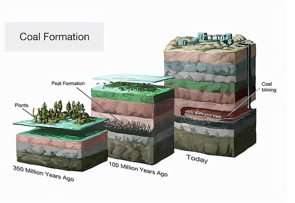 因为只要是植被,就具有转化为煤炭的潜力,其过程是十分复杂且繁琐的